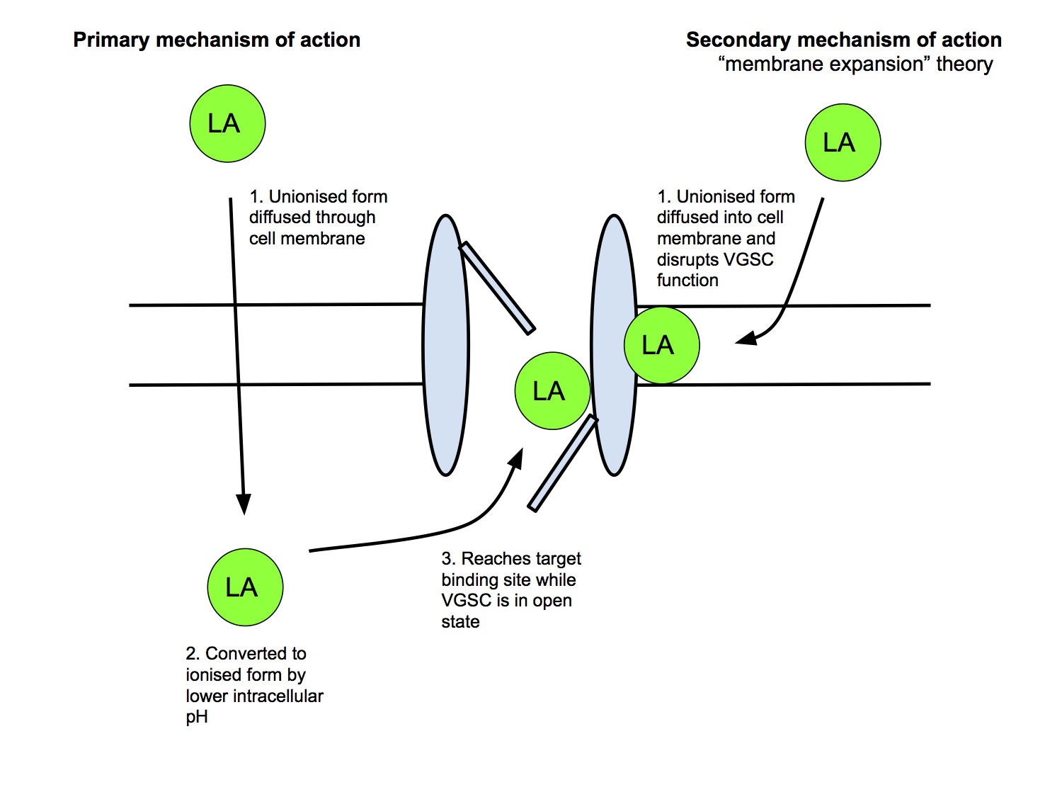 LA Site of Action.jpg