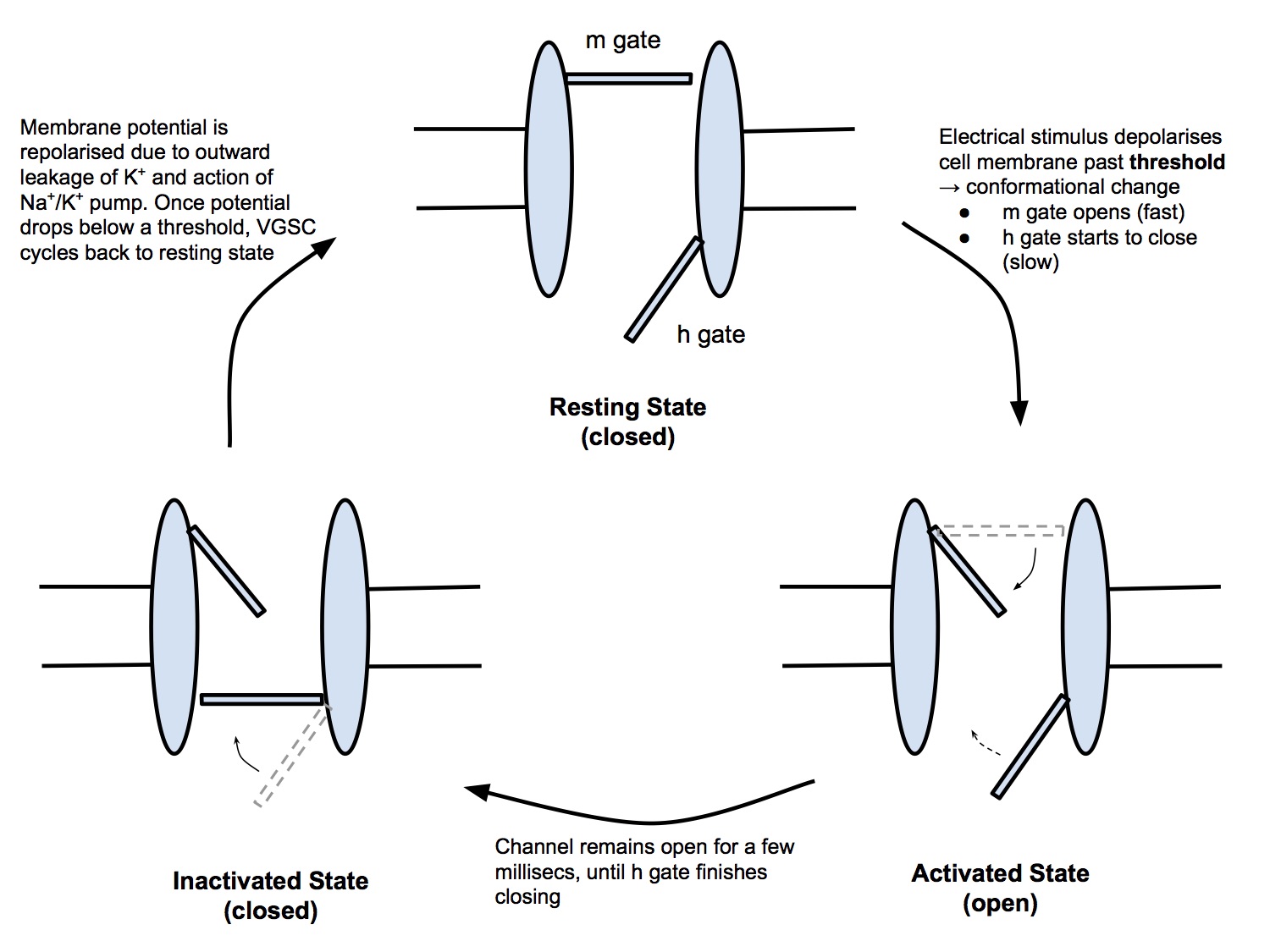 Voltage Gated Sodium Channels.jpg